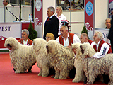 Komondorok